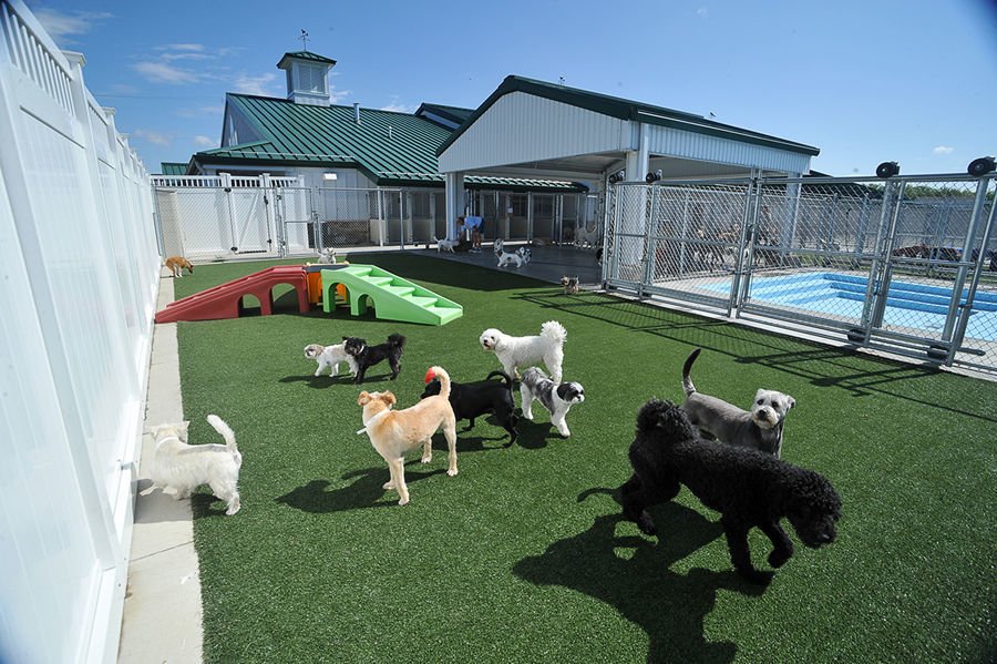 The 6 Best Dog Daycares in Lexington, Kentucky! (2024) We Love Doodles