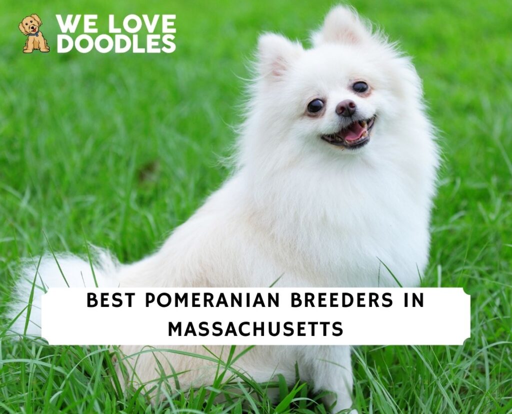 6 Best Pomeranian Breeders in Massachusetts! (2023) We Love Doodles