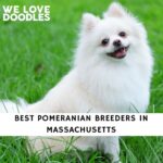 Pomeranian Breeders in Massachusetts