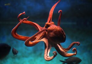 Pop Culture Octopus Names