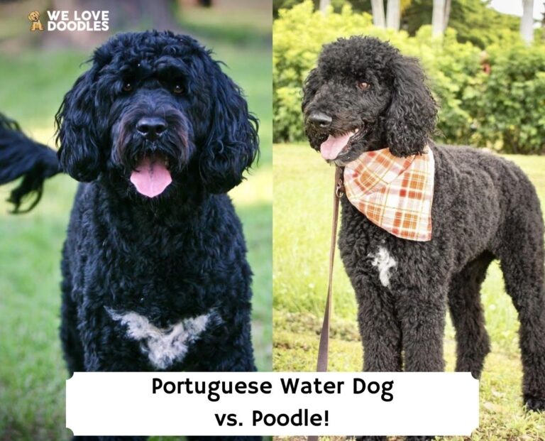 Portuguese Water Dog vs. Poodle Dog Breed Comparison! (2023) We Love Doodles Portuguese Water Dog vs. Poodle Dog Breed Comparison! (2023) We Love Doodles