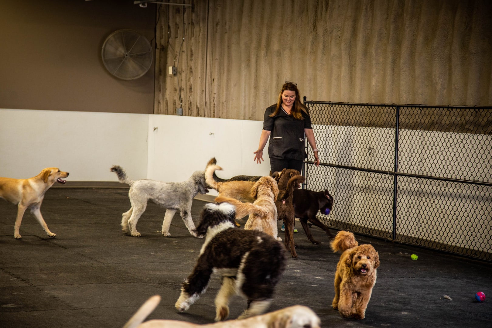 The 6 Best Dog Daycares in Sioux Falls, SD!