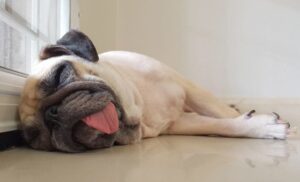 why do dogs sleep by doors