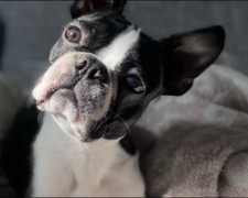 PuppySpot's Boston Terriers For Massachusetts