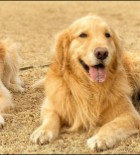PuppySpot's Golden Retrievers For San Diego