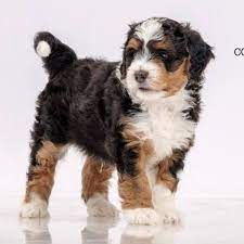 Rocky Mountain Bernedoodle