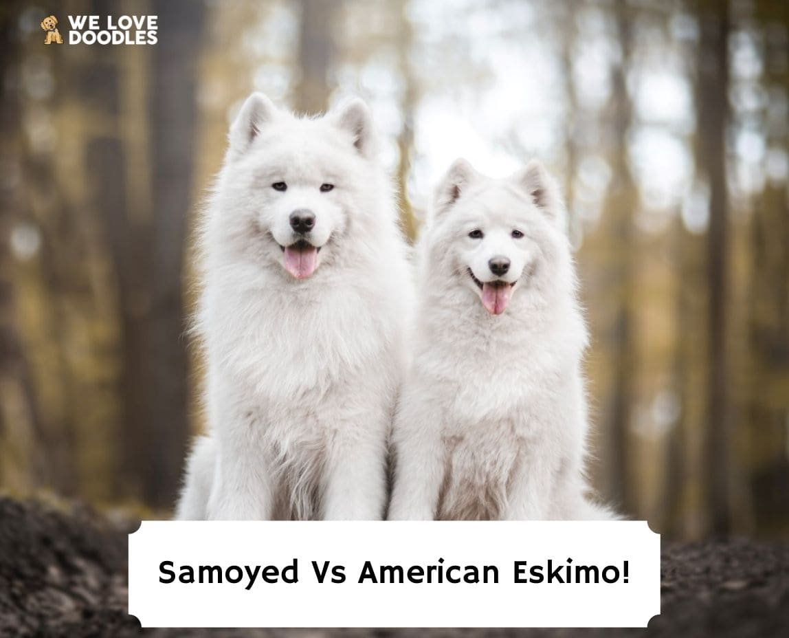 Eskimo samoyed 2024