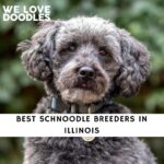 Schnoodle Breeders in Illinois