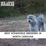 Schnoodle Breeders in North Carolina