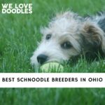 https://welovedoodles.com/giant-schnoodle-breeders/