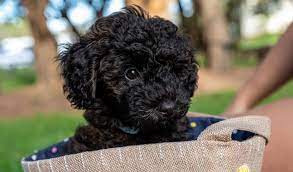 Schnoodle Size Charts & Growth Patterns