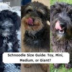 Schnoodle Sizes