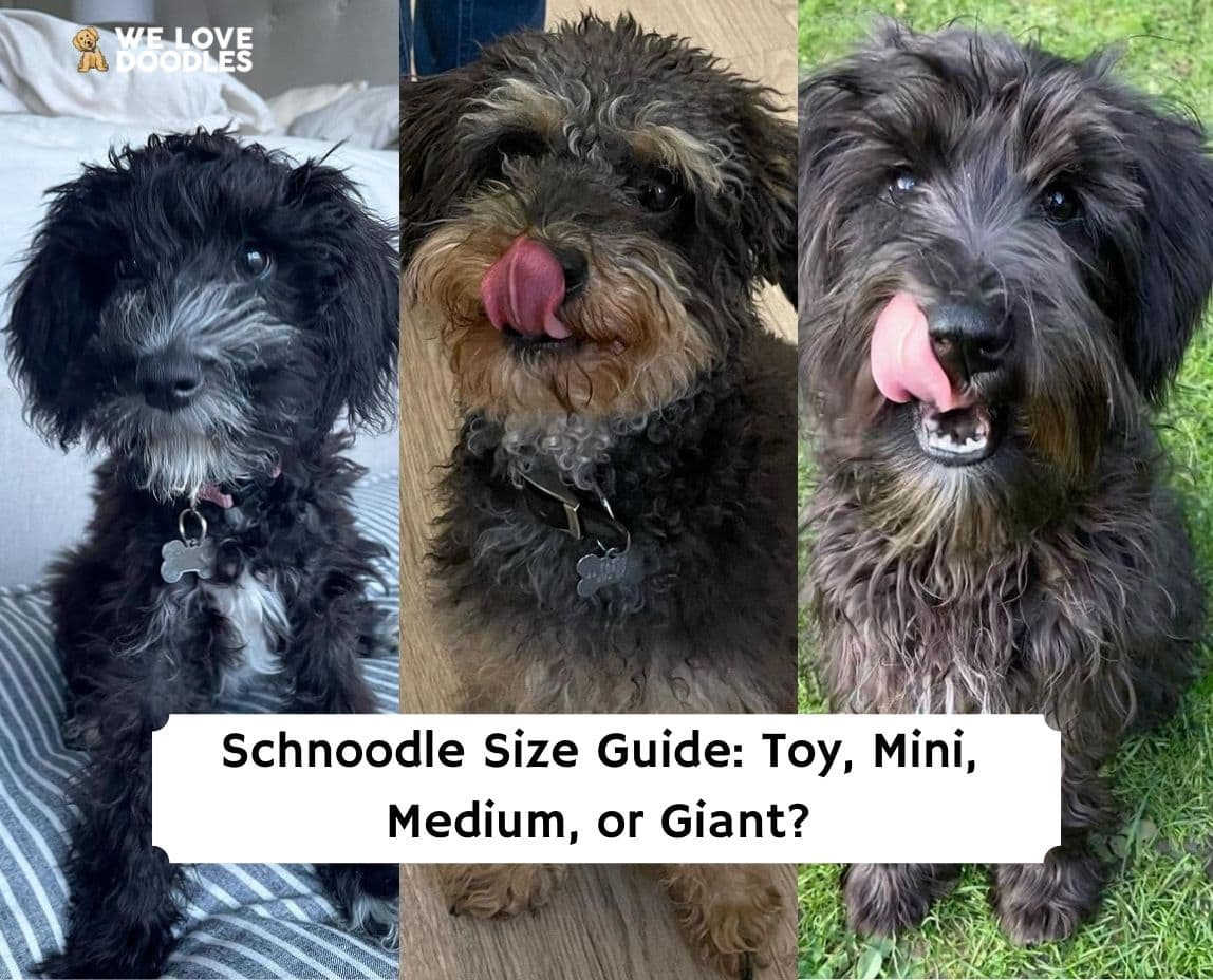 Schnoodle Sizes