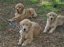 Shadalane Golden Retrievers