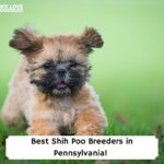 Shih-Poo-Breeders-in-Pennsylvania-Template