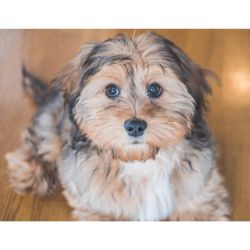 Shih-Poo-Breeders-in-Pennsylvania