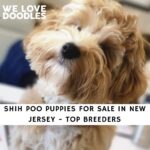 Shih Poo Puppies For Sale in New Jersey