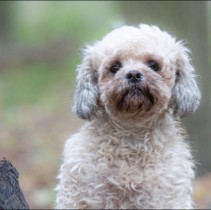 Shih Poo Puppies For Sale in Pennsylvania