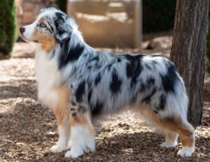 full grown toy australian shepherds