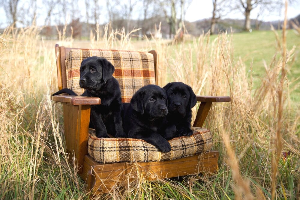 9 Best English Labrador Breeders in the US! (2024) We Love Doodles