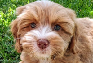 South Florida Australian Labradoodles