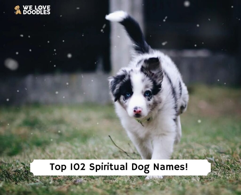 top-102-spiritual-dog-names-that-are-good-2023-we-love-doodles