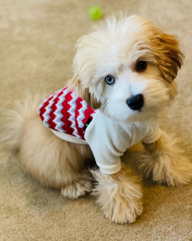 Top 102 Spiritual Dog Names That Are Good top-102-spiritual-dog-names-that-are-good