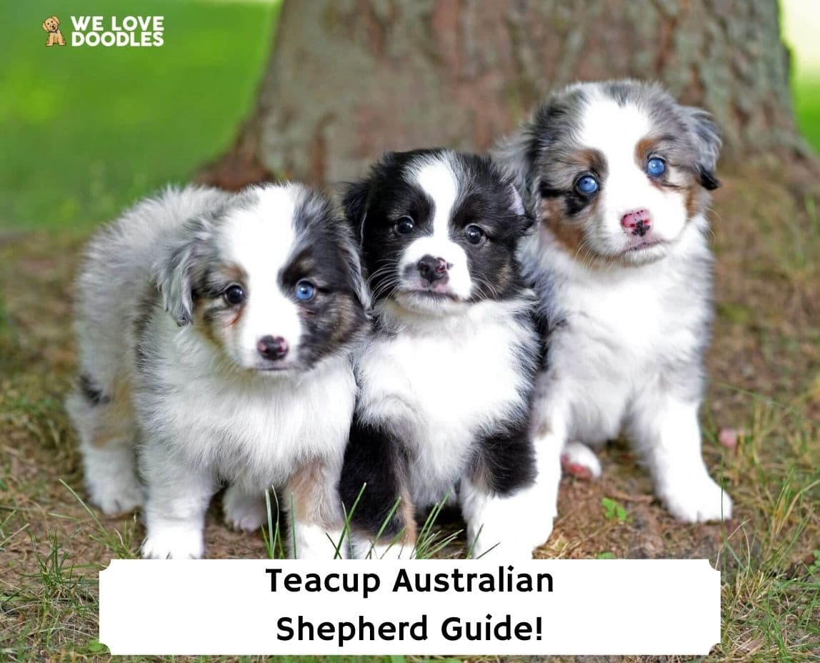 Teacup mini australian outlet shepherd