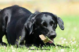 The 8 Best Dog Rescues in Scotland! (2022)