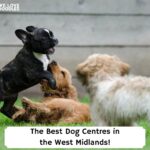The-Best-Dog-Centres-in-the-West-Midlands-template