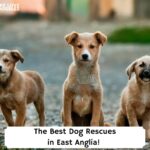 The-Best-Dog-Rescues-in-East-Anglia-temaplte