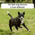 The-Best-Dog-Rescues-in-East-Midlands-template