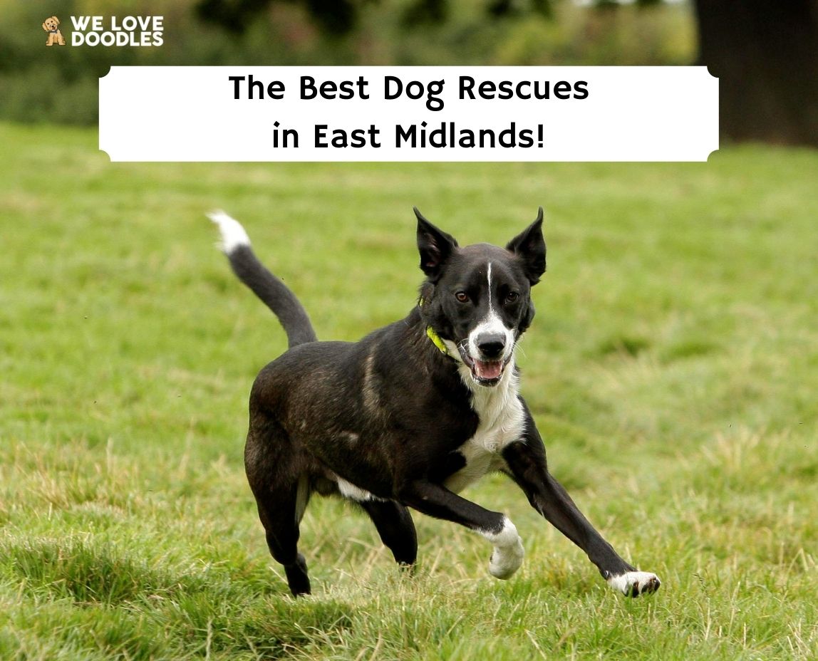 The 9 Best Dog Rescues In East Midlands 2022 We Love Doodles The 9 Best Dog Rescues In East Midlands 2022 We Love Doodles
