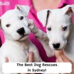 The-Best-Dog-Rescues-in-Sydney-template