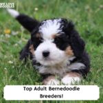 Top-Adult-Bernedoodle-Breeders-template