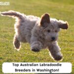 Top-Australian-Labradoodle-Breeders-in-Washington-template