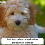 Top-Australian-Labradoodles-Breeders-in-Illinois-template