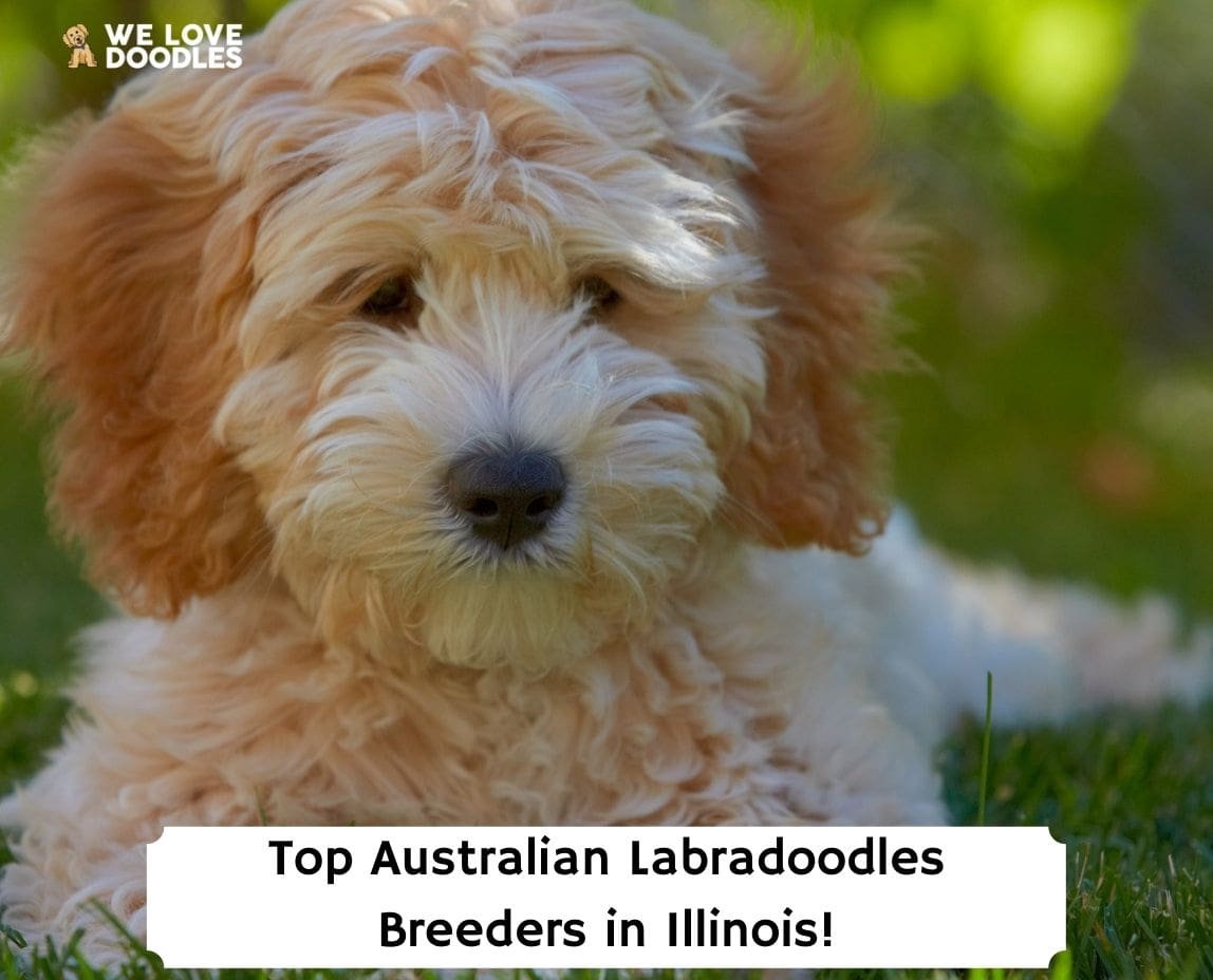8 Best Australian Labradoodle Breeders in Illinois!
