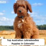Top-Australian-Labradoodles-Puppies-in-Colorado-template