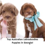 Top-Australian-Labradoodles-Puppies-in-Georgia-template