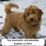 Top-Australian-Labradoodles-Puppies-in-Ohio-template