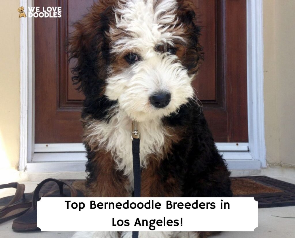 Top 5 Bernedoodle Breeders In Los Angeles 2023 We Love Doodles   Top Bernedoodle Breeders In Los Angeles Template 1024x828 