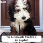 Top-Bernedoodle-Breeders-in-Los-Angeles-template