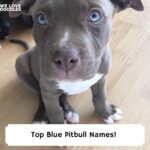 Top-Blue-Pitbull-Names-template