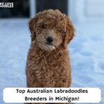 Top-Breeder-Australian-Labradoodles-in-Michigan-template