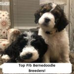 Top-F1b-Bernedoodle-Breeders-template