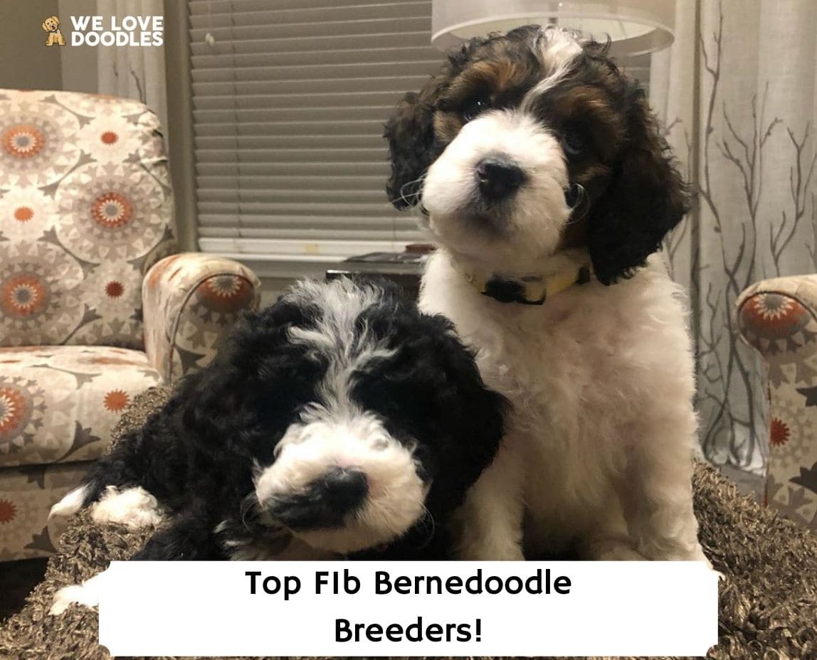 f1b mini bernedoodle puppies for sale