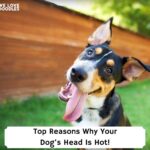 Top-Reasons-Why-Your-Dogs-Head-Is-Hot-template