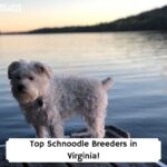 Top-Schnoodle-Breeders-in-Virginia-template