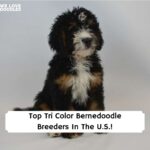 Top-Tri-Color-Bernedoodle-Breeders-In-The-U.S.